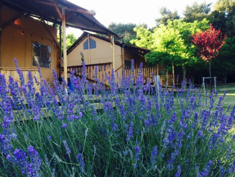 Tienda safari Lodgetent con instalaciones sanitarias en Camping Monti del Sole en Italia, rodeada de lavanda.