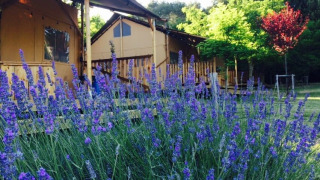 Tienda safari Lodgetent con instalaciones sanitarias en Camping Monti del Sole en Italia, rodeada de lavanda.