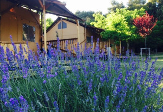 Tienda safari Lodgetent con instalaciones sanitarias en Camping Monti del Sole en Italia, rodeada de lavanda.