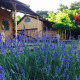 Safari telt Lodgetent med sanitære faciliteter på Camping Monti del Sole i Italien, omgivet af lavendel.