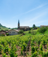 Vinmarker og landsby med kirke i Thoissey, Auvergne-Rhône-Alpes, Frankrig, under en klar blå himmel.