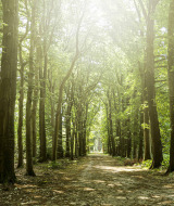La luz del sol atraviesa los altos árboles de un sendero forestal cerca de Neede, Gelderland, Países Bajos en verano.