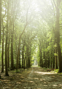 La luz del sol atraviesa los altos árboles de un sendero forestal cerca de Neede, Gelderland, Países Bajos en verano.