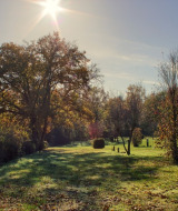 Journée ensoleillée avec arbres et buissons verts près d'Ave-et-Auffe, Namur, Belgique, paysage paisible.