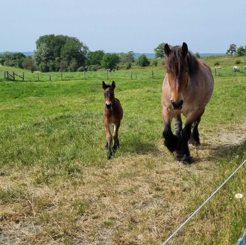 Un caballo adulto y su potro caminando en un campo verde en Camping Le Roptai en Namur, Bélgica.