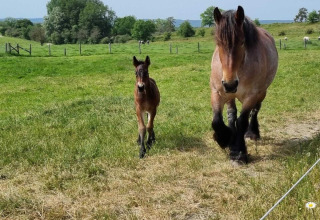 An adult horse and its foal walking on a grassy field at Camping Le Roptai holiday park in Namur, Belgium.