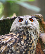 Un búho de ojos naranjas posa sobre un tronco cerca de Ave-et-Auffe, en Namur, Bélgica, rodeado de bosque.