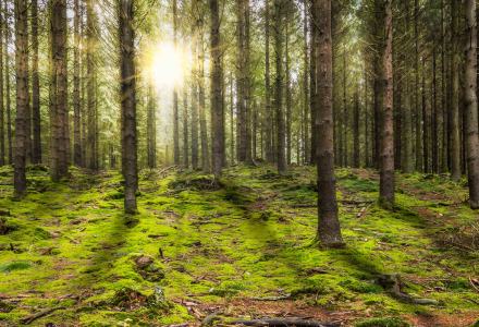La luz del sol atraviesa altos pinos en un bosque cubierto de musgo cerca de Ave-et-Auffe, Namur, Bélgica.
