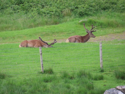 Twee herten met indrukwekkende geweien rusten in het gras bij Camping Montard, Nouvelle-Aquitaine, Frankrijk.