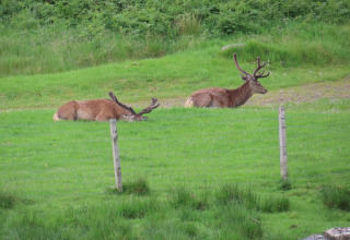 Two deer with large antlers are lying on a green field behind a fence at Camping Montard, Nouvelle-Aquitaine, France.