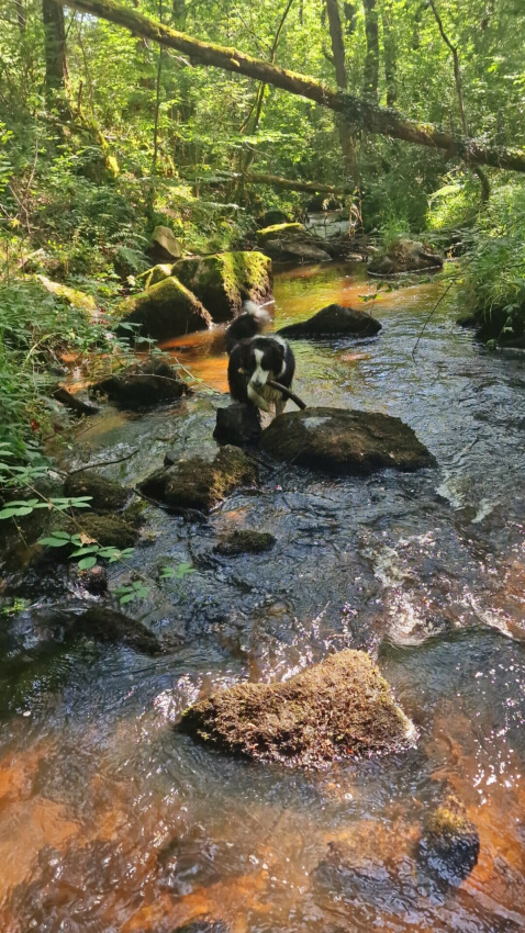 Un chien se tient sur un rocher dans un ruisseau forestier au Camping Montard, Nouvelle-Aquitaine, entouré de verdure.