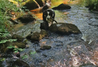 A dog stands on a rock in a forest stream at Camping Montard, Nouvelle-Aquitaine, France, surrounded by greenery.