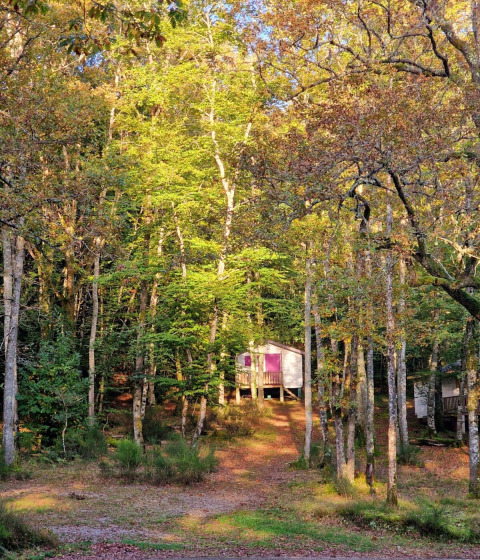 Cabaña acogedora con contraventanas moradas entre árboles altos en Camping Montard, Nouvelle-Aquitaine, Francia.