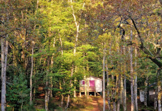 Una casetta con persiane viola immersa tra gli alberi al Camping Montard, Nouvelle-Aquitaine, Francia.