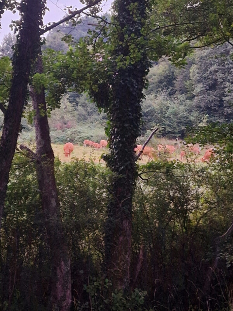 View through trees of a pasture with cows at Camping Montard, a holiday park in Nouvelle-Aquitaine, France.
