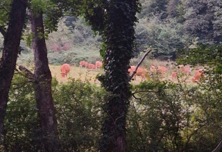 View through trees of a pasture with cows at Camping Montard, a holiday park in Nouvelle-Aquitaine, France.