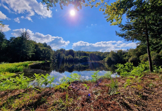 Giornata soleggiata presso un lago tranquillo circondato dagli alberi a Camping Montard, Nouvelle-Aquitania, Francia.