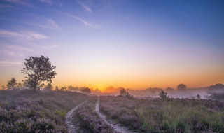 Amanecer sobre un paisaje brumoso cerca de Lichtaart, Amberes, Bélgica, con un sendero y brezo violeta.