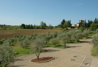 Udsigt over olivenlunde og landlige omgivelser ved Agricamping Romita, en ferielejr i Toscana, Italien.