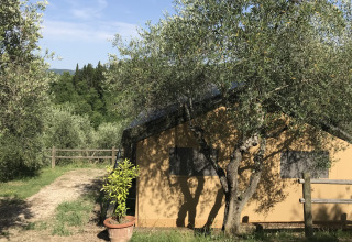 Hytte blandt oliventræer på Agricamping Romita i Toscana, Italien, med natur og fredelige omgivelser.