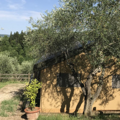 Casetta tra gli ulivi ad Agricamping Romita in Toscana, Italia, immersa nella natura e nella tranquillità.