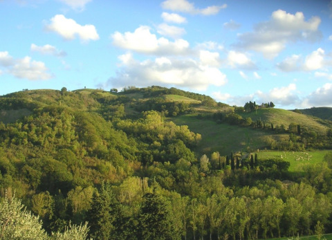 Rolling hills and lush greenery near Monteciccardo, Marche, Italy, under a partly cloudy blue sky.