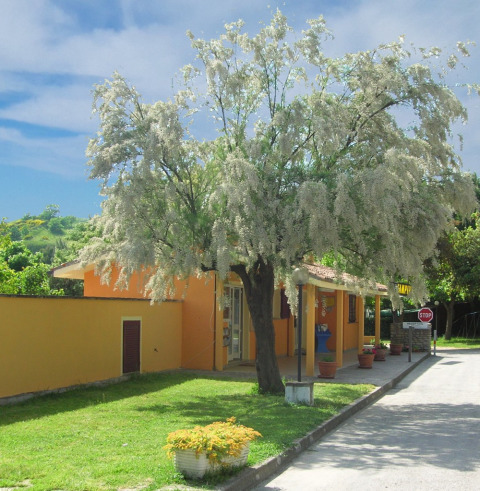 Árbol grande con flores blancas frente a casa amarilla en Camping Paradiso parque vacacional en Marche, Italia.