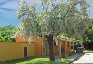 Grande albero con fiori bianchi davanti a casa gialla al Camping Paradiso, Marche, Italia.