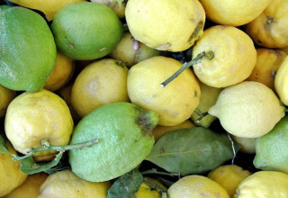 Primo piano di limoni maturi e acerbi scattato al Camping Paradiso, parco vacanze nelle Marche, Italia.