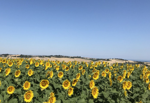 Un extenso campo de girasoles bajo un cielo azul en Camping Paradiso, un parque vacacional en Marche, Italia.