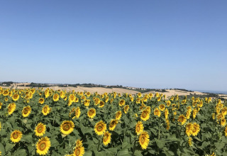 Et stort mark fyldt med solsikker under en klar blå himmel ved Camping Paradiso i Marche, Italien.
