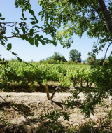 Vigneto circondato da alberi verdi vicino a Laurac-en-Vivarais, Auvergne-Rhône-Alpes, Francia, in una giornata di sole.