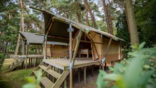 Foto del alojamiento Duo Lodge tipo tienda en plataforma elevada de madera rodeada de árboles altos.