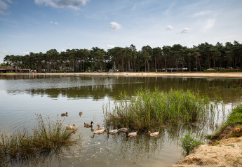 Lago tranquillo con anatre e canne, parco giochi sullo sfondo, al Familiepark Goolderheide, Belgio.