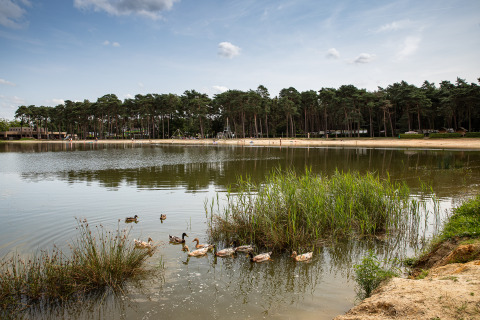 Lac paisible avec des canards et des roseaux, aire de jeux au fond, à Familiepark Goolderheide, Belgique.