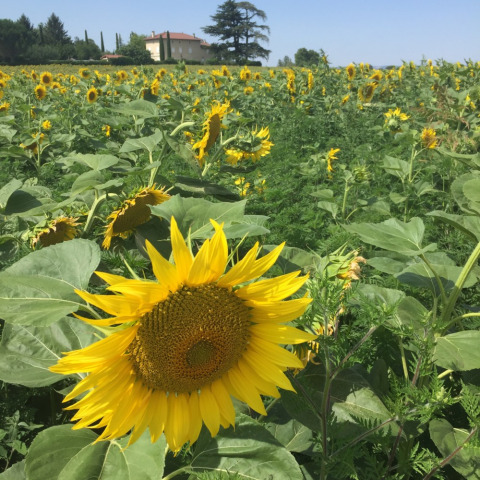 Campo de girasoles en Camping Le Gallo Romain, parque de vacaciones en Auvergne-Rhône-Alpes, Francia, casa al fondo.