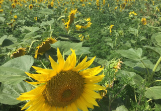 Campo di girasoli soleggiato presso Camping Le Gallo Romain, villaggio vacanze in Auvergne-Rhône-Alpes, Francia, casa sullo sfondo.