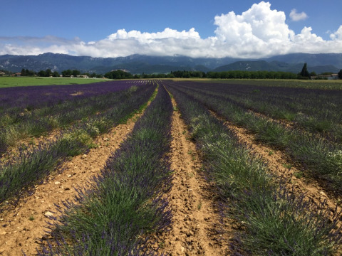 Campos de lavanda en flor con montañas y cielo azul en Camping Le Gallo Romain, Auvernia-Ródano-Alpes, Francia.