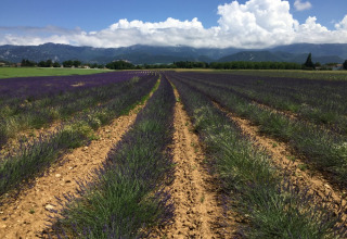 Lavendelmarker i blomst med bjerge i baggrunden og blå himmel ved Camping Le Gallo Romain, Auvergne-Rhône-Alpes.