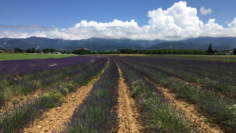 Campos de lavanda en Camping Le Gallo Romain, Auvergne-Rhône-Alpes, Francia, con montañas y nubes de fondo.