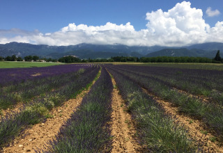 Campi di lavanda al Camping Le Gallo Romain in Alvernia-Rodano-Alpi, Francia, con montagne e nuvole sullo sfondo.