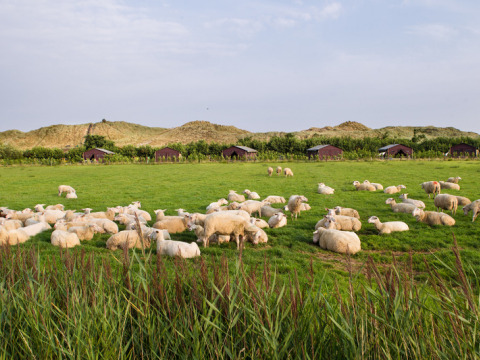 Verde pradera cerca de Oosterend, Frisia, con ovejas, pequeñas chozas y dunas bajo un cielo azul.
