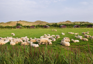 A green pasture near Oosterend, Friesland, with sheep, small huts, and dunes under a blue sky.