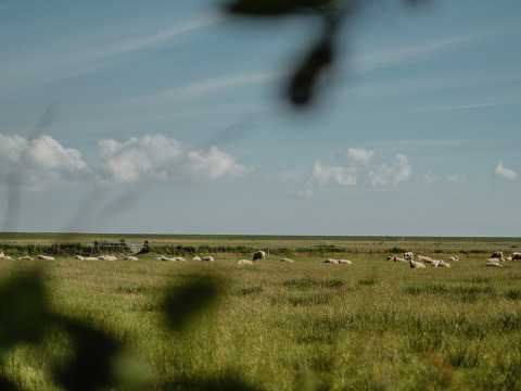 Blick auf weidende Schafe bei Feather Down De Zeekraal Terschelling, Ferienpark in Friesland, Niederlande.