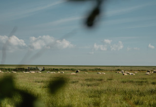 Vue sur des moutons paissant à Feather Down De Zeekraal Terschelling, Friesland, Pays-Bas, sous ciel bleu.