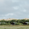Three wooden cabins sit on a grassy field with trees and sandy hills behind under a cloudy sky.