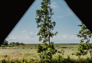 Blick aus dem Zelt auf weidende Schafe und grüne Landschaft im Feather Down De Zeekraal Terschelling.