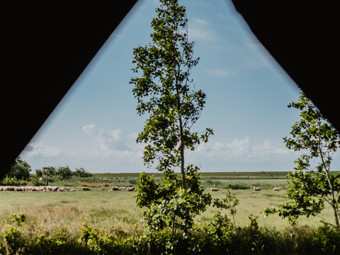 Vista dalla tenda su pecore al pascolo e campi verdi a Feather Down De Zeekraal Terschelling in Frisia.