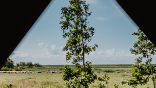 Vista desde una tienda hacia ovejas pastando y campos verdes en Feather Down De Zeekraal Terschelling.