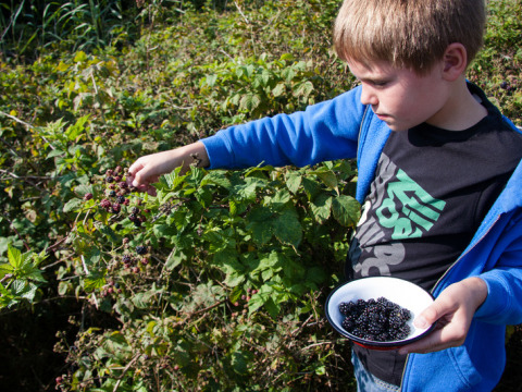 Niño recoge moras en Feather Down De Zeekraal Terschelling, un parque vacacional en Frisia, Países Bajos.